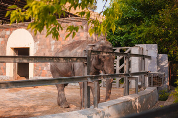 elephant in a cage at the zoo
