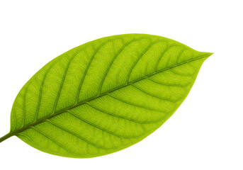 Obraz premium Vibrant Green Leaf: Close-up Macro Photography of Plant Foliage, Nature Texture, Botanical Detail