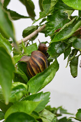 Photo Of A Big Snail In A Garden