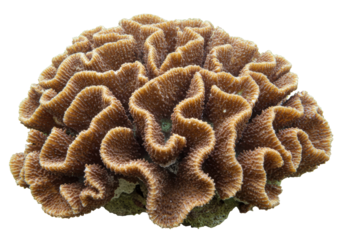 Isolated Close-up of Textured Brain Coral Specimen