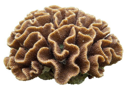 Isolated Close-up of Textured Brain Coral Specimen