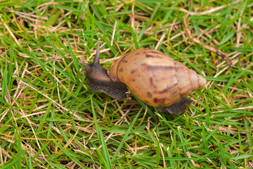 Photo Of A Big Snail In A Garden
