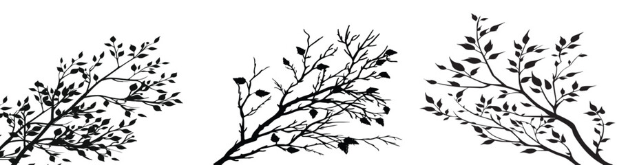 elegant autumn black white botanical branch illustrations nature designs leaves design