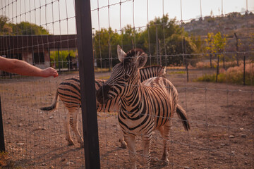 zebras in zoo