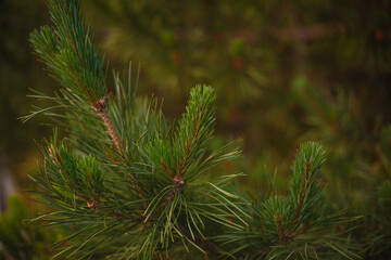 close up of pine needles