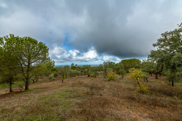 Hilly landscape with cork oak in Alentejo, Portugal