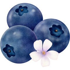 Blueberry with flowers watercolor style paper texture hand drawn illustration