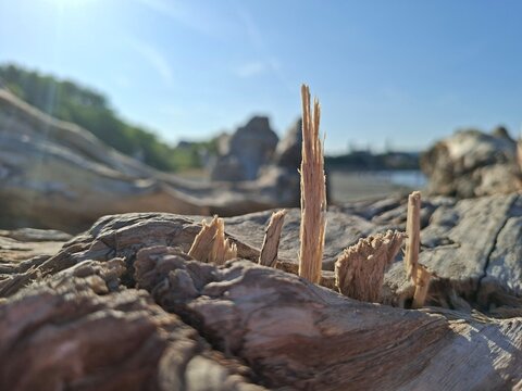 old log on the riverside