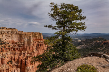 Abies concolor, the white fir, concolor fir, or Colorado fir, Paria View, Bryce Canyon National...