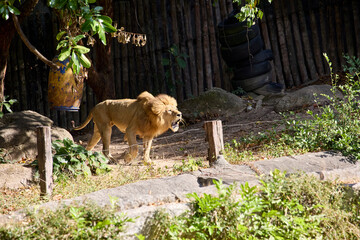 A large lion roars in its enclosure at the zoo