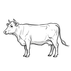 black and white cow