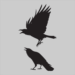 Fototapeta premium Crow Flock Argument