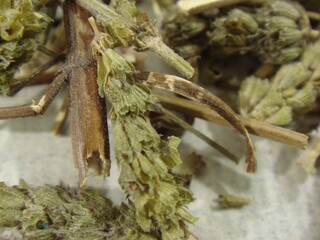 Dried Schizonepeta Tenuifolia (Hyeonggae) Used in Traditional Korean Medicine