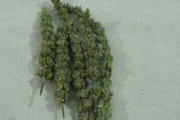 Dried Schizonepeta Tenuifolia (Hyeonggae) Korean Medicinal Herb