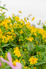 A breathtaking view of a vast cosmos flower field in full bloom, with pink, white, and magenta petals dancing under the sunlight. The vibrant meadow stretches into the horizon, creating a dreamy