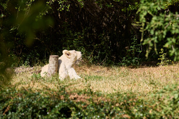 The white lioness is lying on the grass