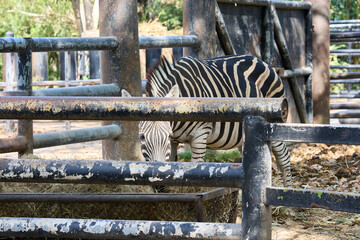 Zebra in an enclosure at the zoo