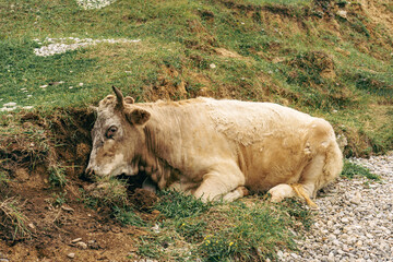 sick cow with red eyes lies on the ground