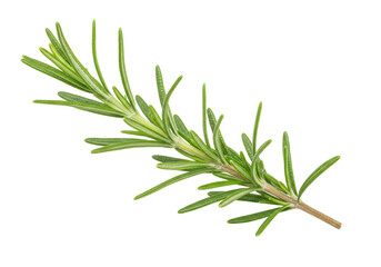 Fototapeta premium Isolated Fresh Rosemary Sprig for Culinary Use