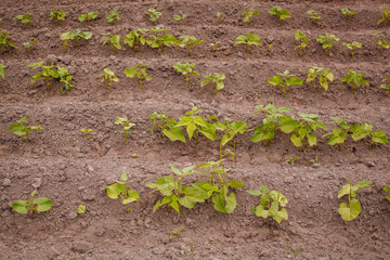 a vegetable garden in the farm