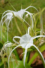Photo Of A Tropical Fijian White Flower