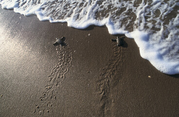 Tortue Luth-Dermochelys coriacea