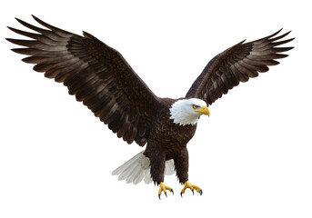 Isolated Bald Eagle in Flight with Wings Spread