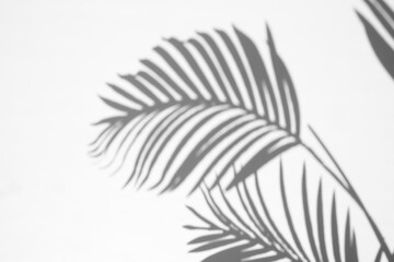 Palm leaf shadow overlay effect,tropical leaves shadows isolated on transparent png background,summer shadow and sunlight