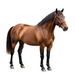 Obraz premium A brown horse standing isolated on transparent background