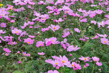 A breathtaking view of a vast cosmos flower field in full bloom, with pink, white, and magenta petals dancing under the sunlight. The vibrant meadow stretches into the horizon, creating a dreamy