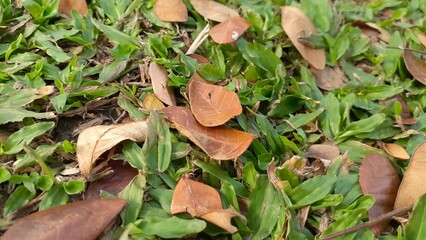Dry leaves fall on the green grass. Nature background concept.