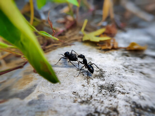 close up of black ants fighting (Camponotus japonicus)