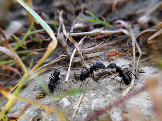 close up of Japanese black carpenter ant (Camponotus japonicus)
