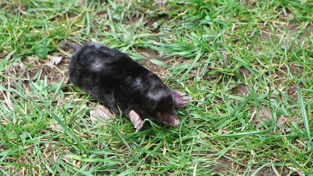 A mole is on the surface among green grass in the garden. Talpa europaea side view close-up. Animal with black fur. Garden pest concept. Lawn saving problems. High quality 4k footage.