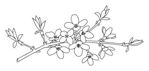 blossom branch outline vector for spring and nature themes