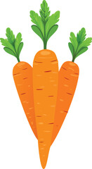 Three Fresh Carrots with Green Tops on a White Background Illustration