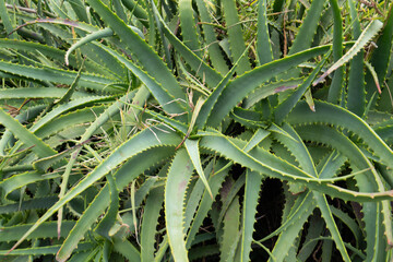 Close view of a Candelabra aloe plant