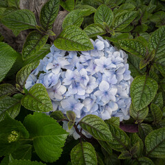 Hydrangea flower head surrounded by leaves.