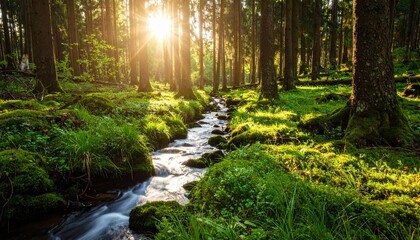 Obraz premium stream in the forest