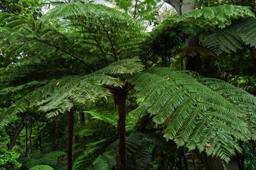 Australian tree fern growing amongst other trees.