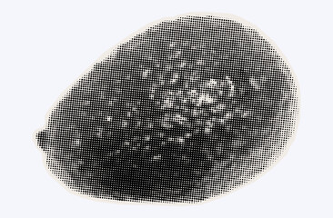 One raw avocado, ripe exotic fruit in halftone modern art style. Cutout from magazine for collage design with grunge texture. Peruvian pear, raw avocado, healthy ingredient. Vector