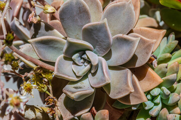 Spectacular photos of succulent plant Echeveria