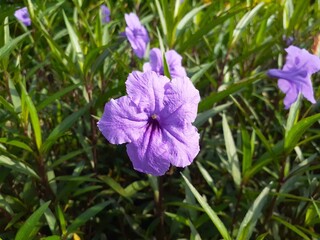 Kencana Ungu flower (Ruellia simplex) in the garden. Also known as Mexican petunia, Mexican bluebell or Britton's wild petunia.
