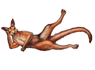 Fototapeta premium A funny kangaroo is lying on its side with its paw up. A watercolor drawing of the animal is isolated on a white background.