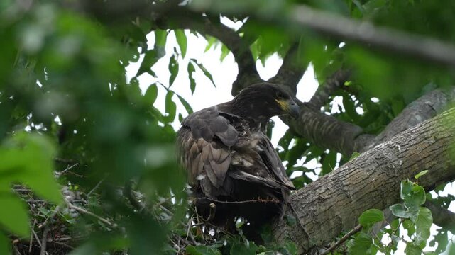 Young White-tailed Eagle
