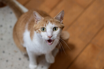 鳴いてアピールする可愛い猫　茶トラ白
