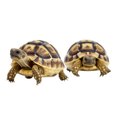 Fototapeta premium Pair of Baby Turtles Walking – Cute Reptile PNG on Transparent Background 