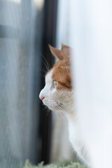 窓の外を眺める可愛い猫　茶トラ白
