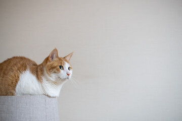 キャットタワーの上でくつろぐ可愛い猫　茶トラ白