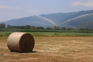 Dry hay bale on summer near a soybean field watered by irrigation system in the italian countryside